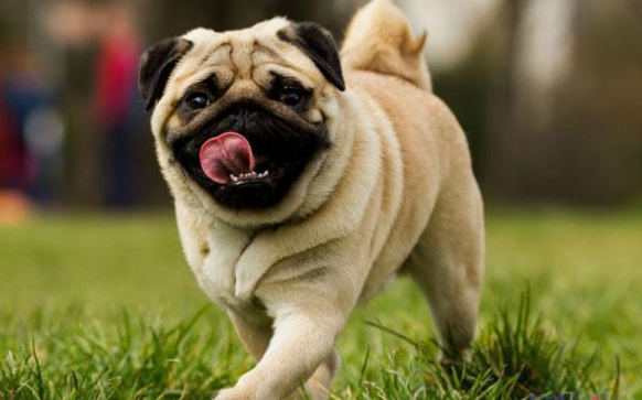 巴哥犬哪里买得到?想养的看这里 巴哥犬哪里买得到?想养的看这里