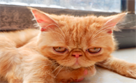 猫咪生病为什么躺在门口