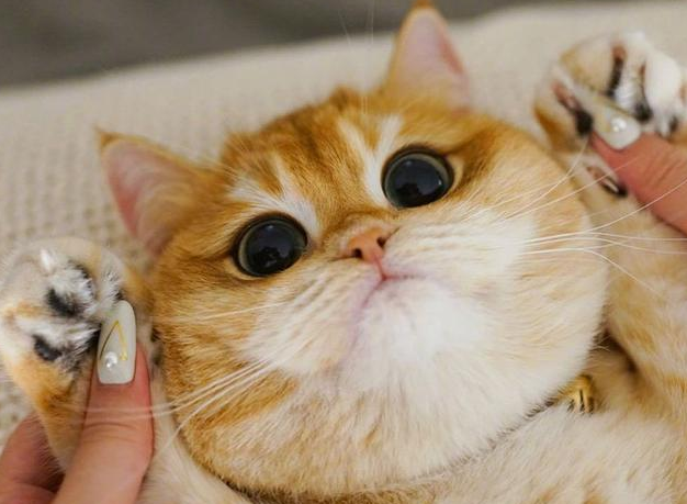 猫为啥咕噜咕噜的
