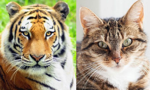 什么动物的叫声和猫很像