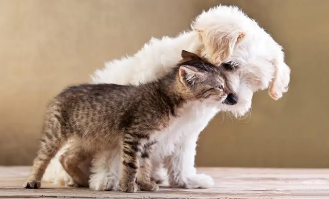 缺爱的人养狗 多爱的人养猫 缺爱的人养狗 多爱的人养猫