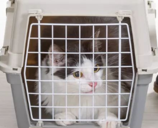 怎么寄宠物猫去外地 怎么寄宠物猫去外地