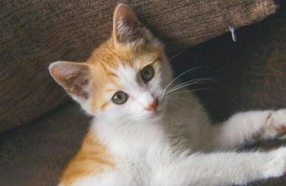 土猫认主人吗?答案在这! 土猫认主人吗?答案在这!