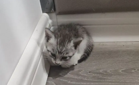 猫咪老是冲着墙角叫为什么呢
