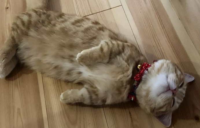 为什么冬天猫咪睡在地板上呢 为什么冬天猫咪睡在地板上呢