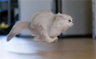猫咪为什么要跑步呢