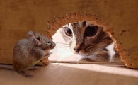 宠物猫吃老鼠对身体有害吗?
