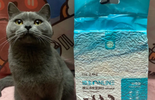 怎么训练孟买猫用猫砂?要坚持 怎么训练孟买猫用猫砂?要坚持