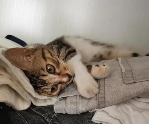 猫咪为什么非要进衣柜睡觉的原因