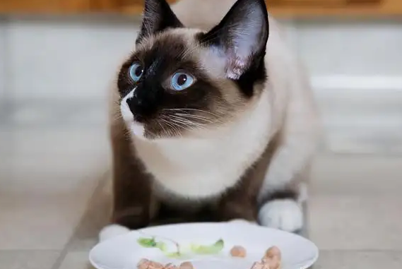 宠物猫喂什么比较好呢 宠物猫喂什么比较好呢