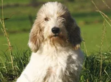 迷你贝吉格里芬凡丁犬耳朵清洁护理方法?看这里~ 迷你贝吉格里芬凡丁犬耳朵清洁护理方法?看这里~