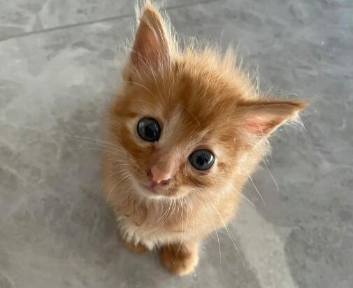 橘猫为啥容易胖？原因很简单