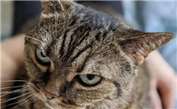 猫咪眼神凶狠怎么回事