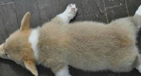 萌犬柯基亲了喵星人一口后开心的像个恋爱的孩子 萌犬柯基亲了喵星人一口后开心的像个恋爱的孩子