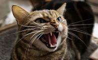 猫咪为什么讨厌人的气味