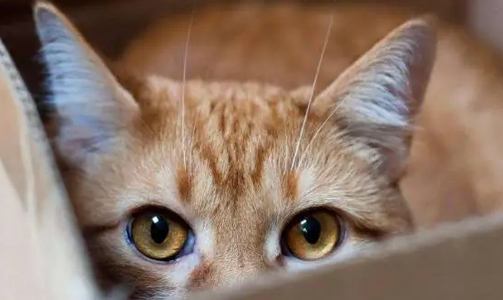 猫咪为什么老是盯着我