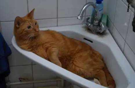 猫咪为什么睡在水池里面