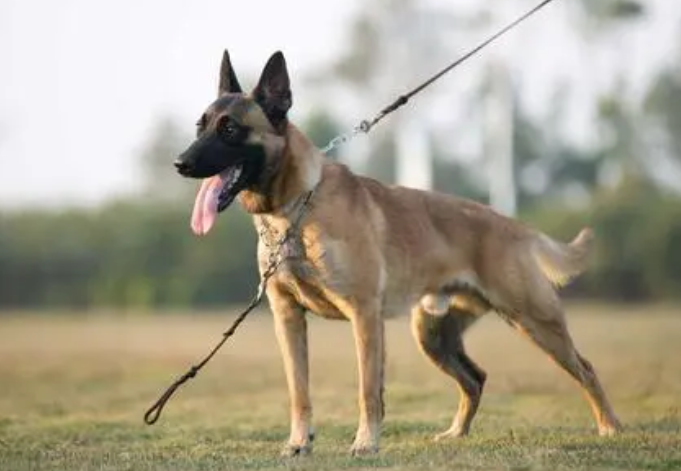 马犬幼犬怎么训练大小便?速来get! 马犬幼犬怎么训练大小便?速来get!