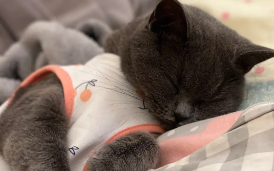 猫咪每天早上尿血是为什么