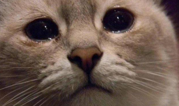 宠物猫老是流眼泪怎么办