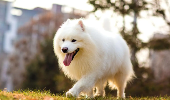 带你了解，萨摩耶犬瘟热怎么治疗？