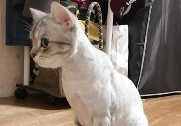 猫咪的身体为什么那么瘦呢