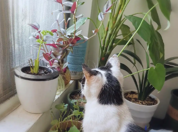 养猫家庭养绿植的方式 养猫家庭养绿植的方式