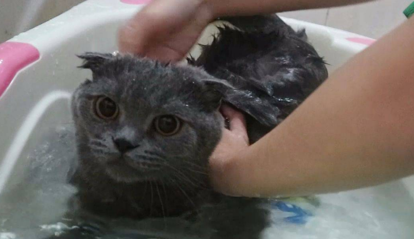 猫咪洗了澡后发怒怎么回事