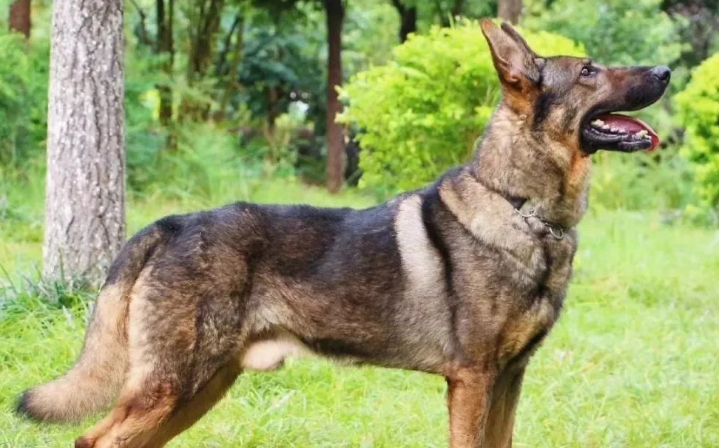昆明犬怎么养？想了解的朋友看过来
