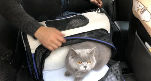 长途客车可以带猫上车吗
