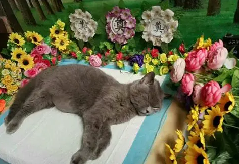 重庆宠物殡葬哪家好