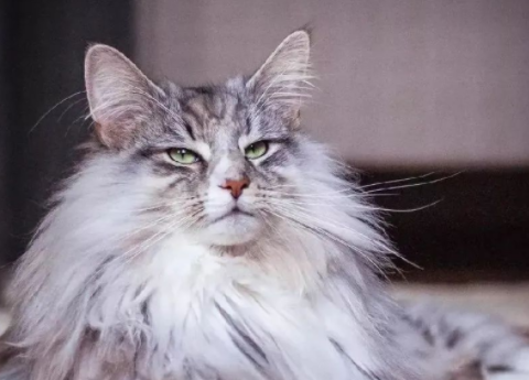 为你科普一下，挪威森林猫和缅因猫的区别有哪些？