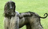 阿富汗猎犬怎么挑选？想养的人来看看吧