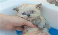 猫咪洗澡为什么会没有精神呢