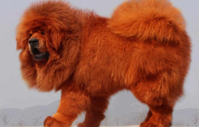 军犬能打过藏獒吗 军犬能打过藏獒吗