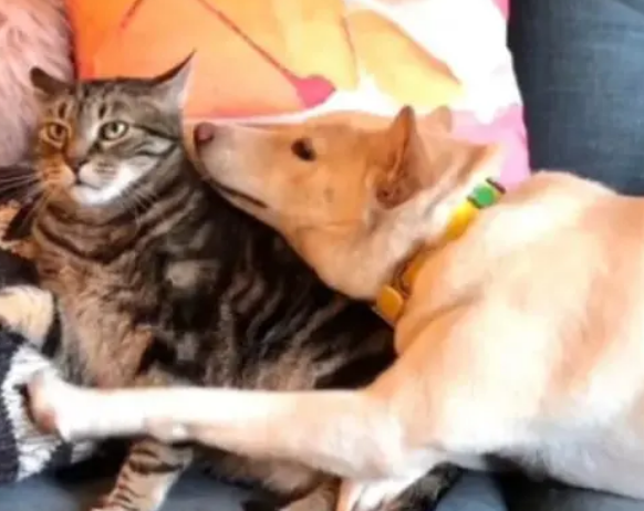 猫狗都嫌弃的年龄叫什么