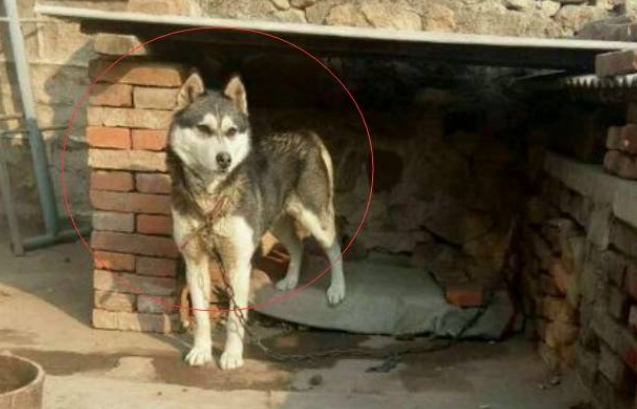 给父母买了只哈士奇,直接把二哈当土狗