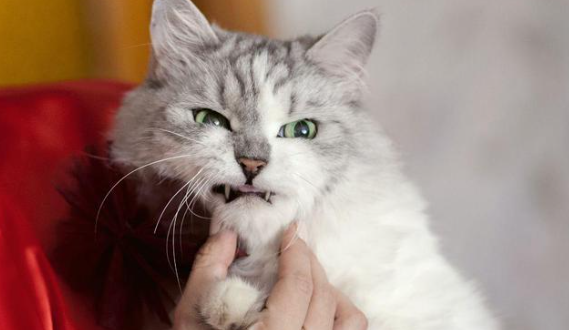 猫咪为什么偷偷咬你手指呢