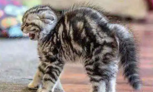 为什么小猫咪害怕我们呢