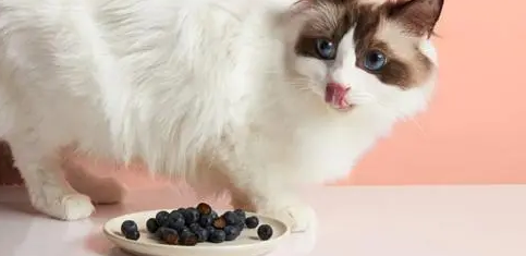 猫咪可以吃新鲜蓝莓吗