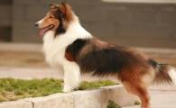 喜乐蒂牧羊犬怎么训练？我来教你啊~