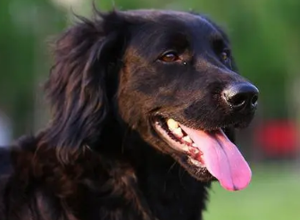 平毛寻回犬站立训练方法,速来了解一波 平毛寻回犬站立训练方法,速来了解一波