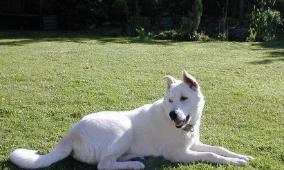 卡南犬怎么训练握手?一文告诉你! 卡南犬怎么训练握手?一文告诉你!