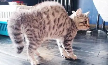 猫咪看见狗弓背是为什么呢