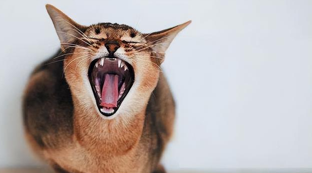 为什么一看猫咪猫咪就叫呢