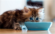 猫咪为什么离家出行不叫