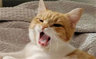 猫咪睡觉为什么突然大叫一声