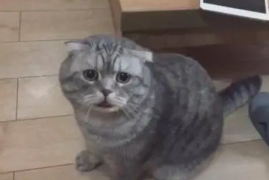 猫被打发出哀求的叫声