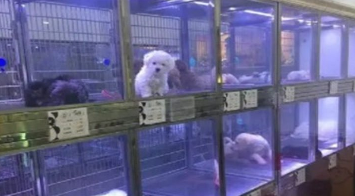 狗狗寄养多少一天 狗狗寄养多少一天