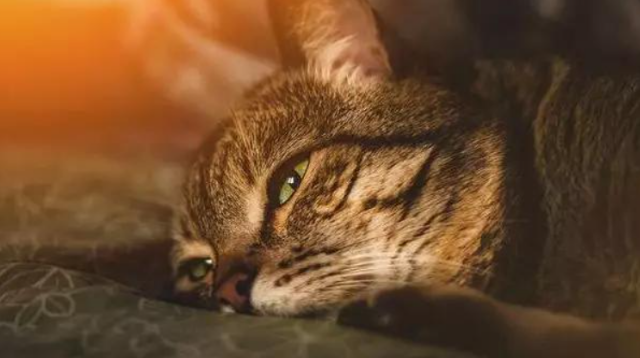 长大的猫咪为什么胆小害怕呢 长大的猫咪为什么胆小害怕呢